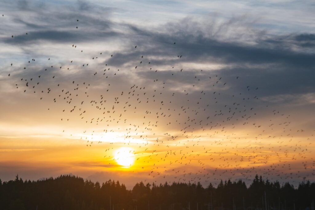 25 - September Edmonds Kingston Ferry murmuration 26