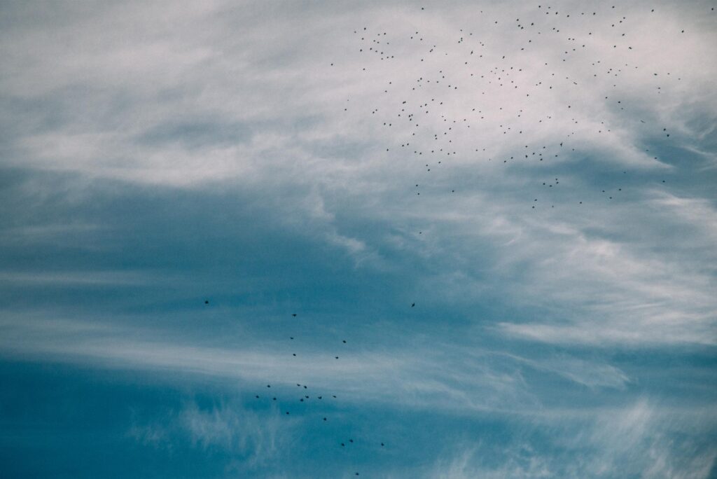 25 - September Edmonds Kingston Ferry murmuration 27