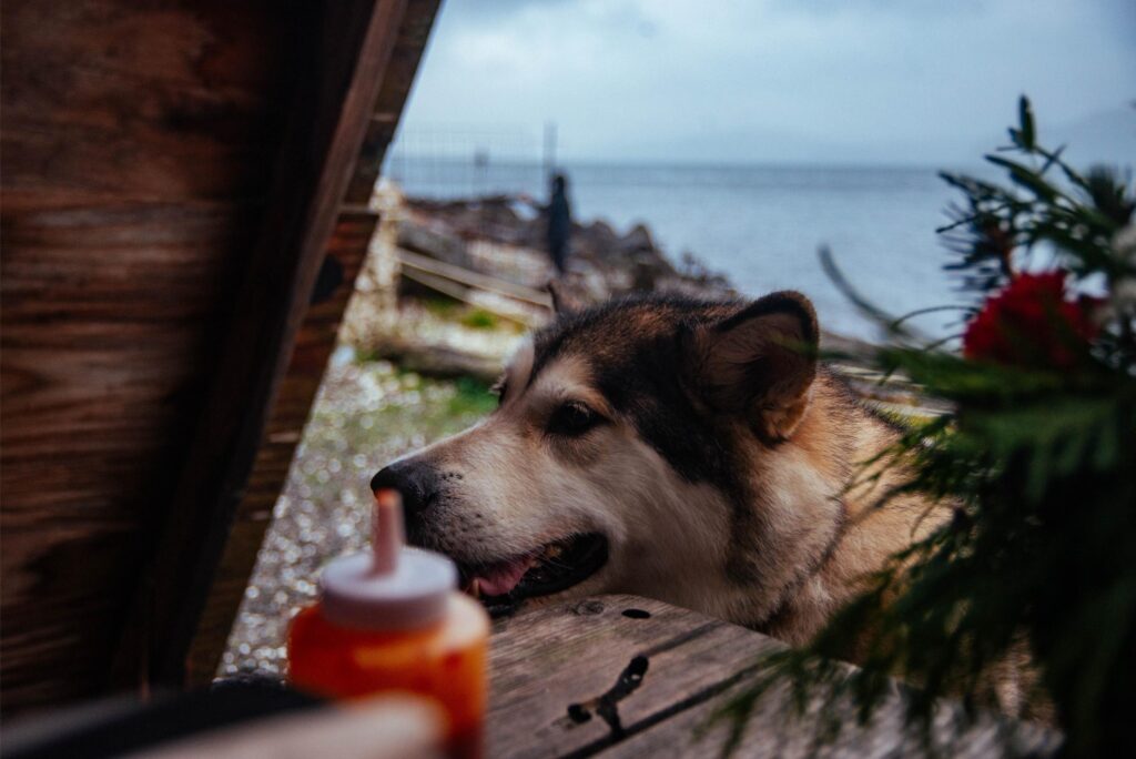 2025 - Hama Hama Oysters 4