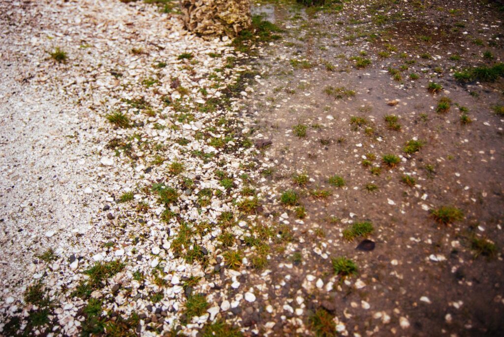 2025 - Hama Hama Oysters 10