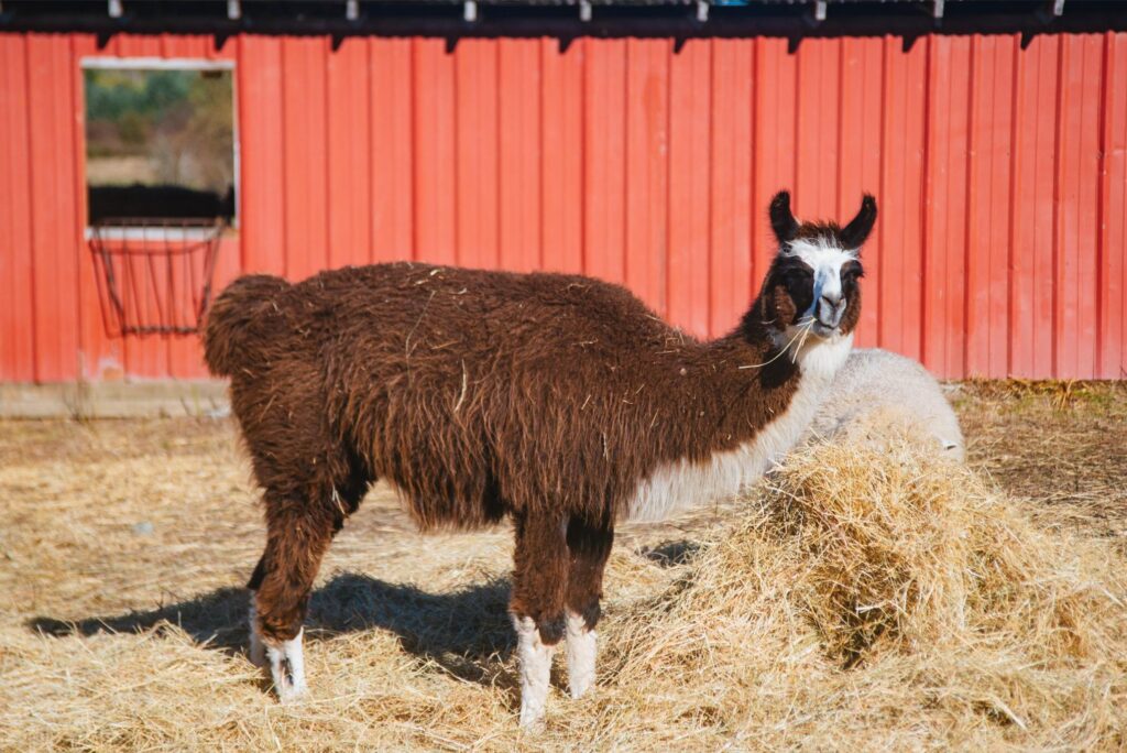 2025 - White Lotus Farms Pumpkin Patch 2