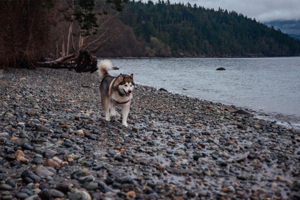 2025 - Port Townsend Christmas 40