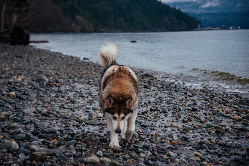 2025 - Port Townsend Christmas 41