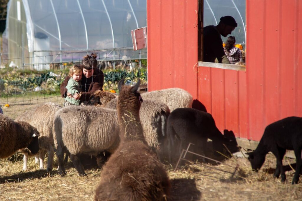 2025 - White Lotus Farms Pumpkin Patch 21