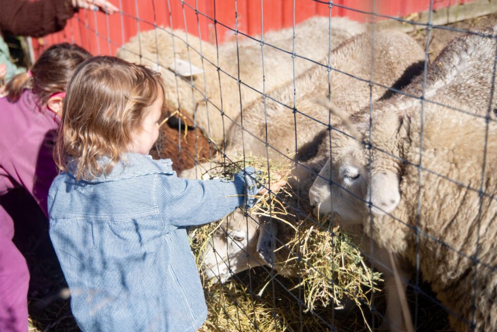 2025 - White Lotus Farms Pumpkin Patch 25