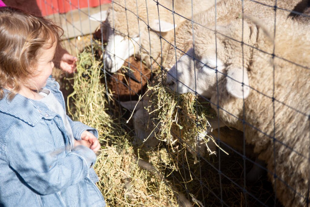 2025 - White Lotus Farms Pumpkin Patch 27