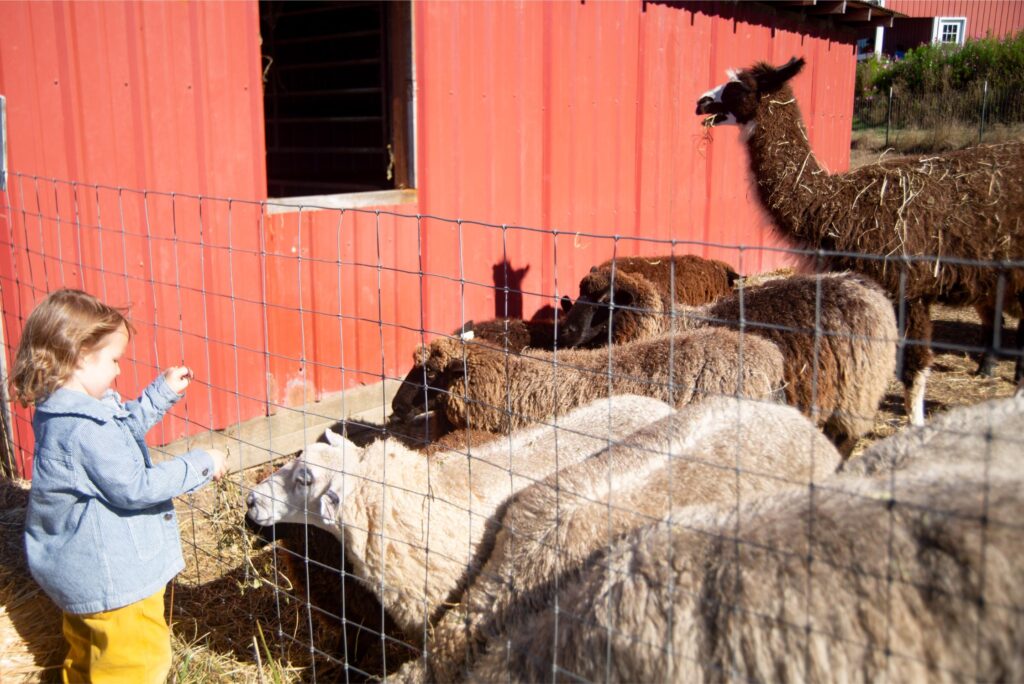 2025 - White Lotus Farms Pumpkin Patch 28