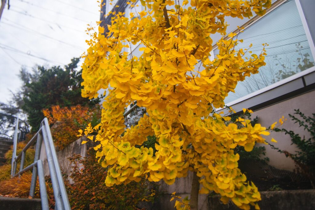 2025 - November Seattle Trip 19