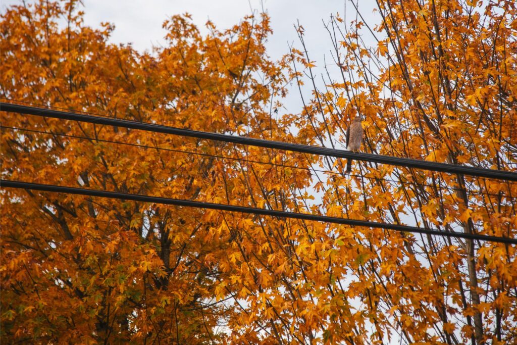 2025 - November Seattle Trip 21