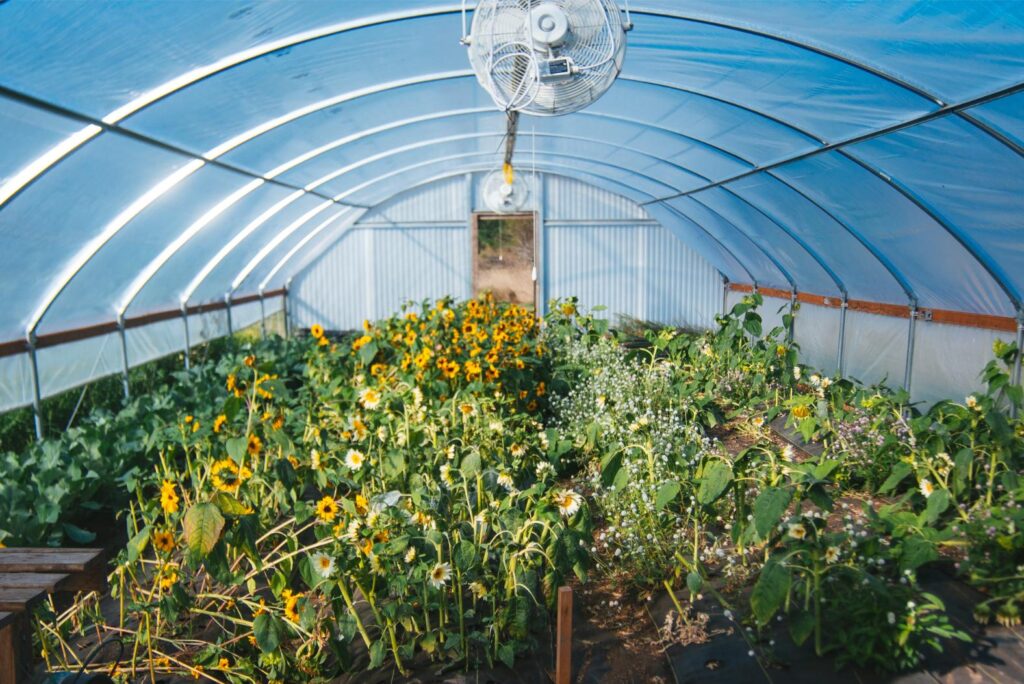 2025 - White Lotus Farms Pumpkin Patch 9