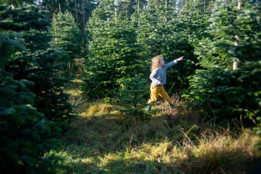 2025 - Port Angeles Christmas Tree Farm
